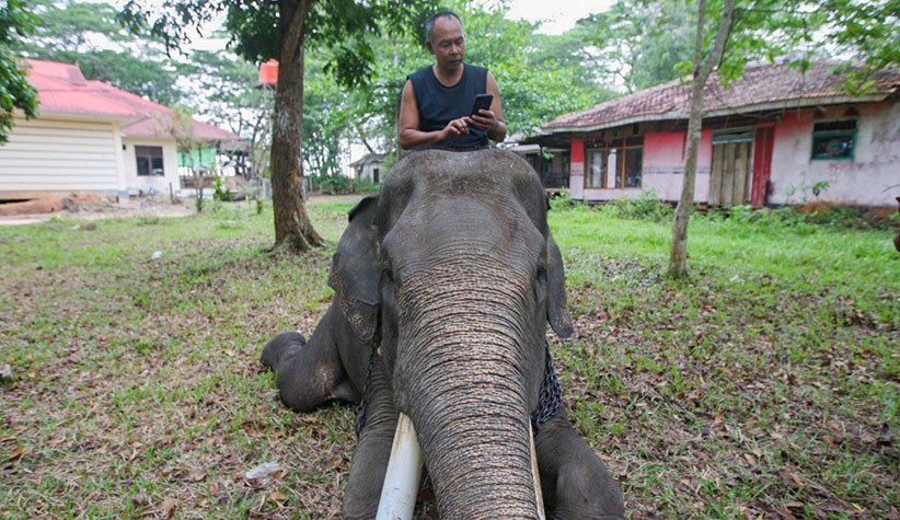 Begini Momen Pawang bersama Gajah di Taman Nasional Way Kambas - Bagian 4