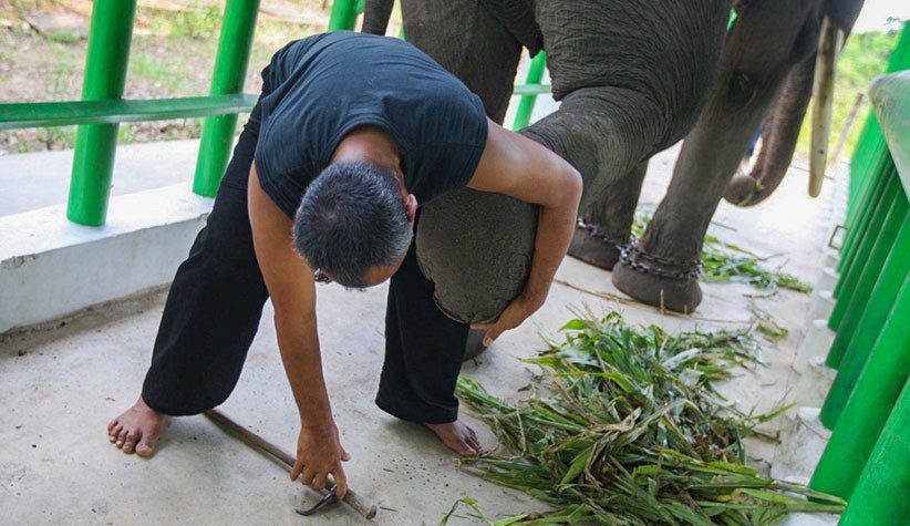 Begini Momen Pawang bersama Gajah di Taman Nasional Way Kambas - Bagian 5