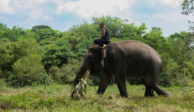 Begini Momen Pawang bersama Gajah di Taman Nasional Way Kambas - Bagian 2
