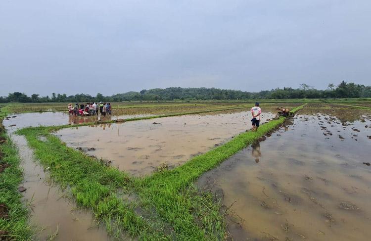 Petani Kebumen Tewas Tersambar Petir, Traktor Berjalan Sendiri Bikin Geger