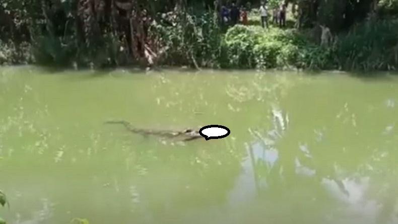 Viral Mayat Remaja dalam Mulut Buaya, Mondar-mandir di Sungai Ditonton Banyak Warga