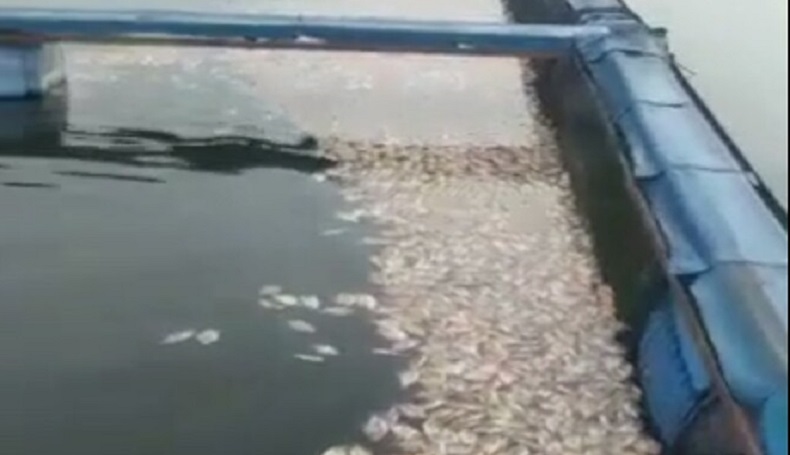 Puluhan Ton Ikan di Perairan Waduk Saguling KBB Mati Mendadak