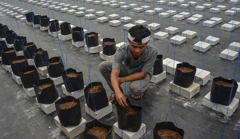 Petani Milenial Budi Daya Melon dengan Sistem Green House - Bagian 3