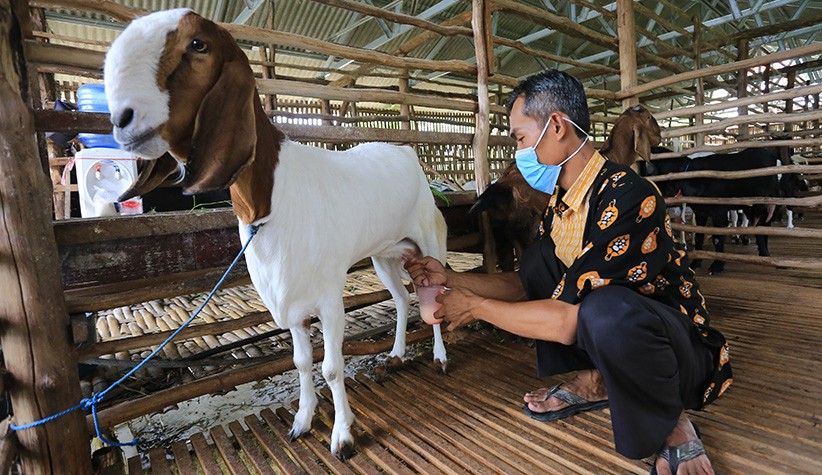 Produksi Susu Kambing Etawa Meningkat 50 Persen pada Masa Pandemi - Bagian 1