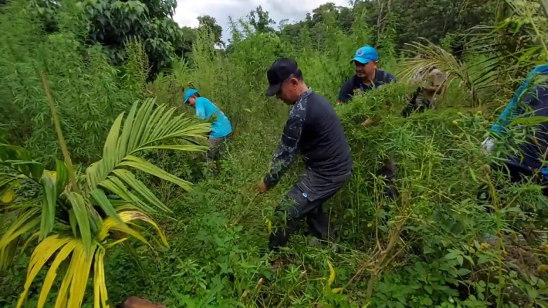 BNN Aceh Musnahkan 3,5 Hekatre Ladang Ganja, Batang Dicabut dan Dibakar