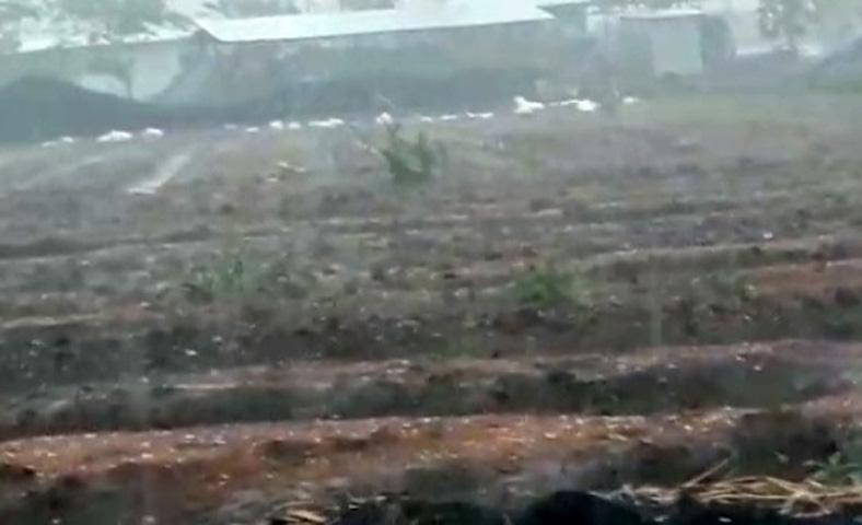Hujan Es Guyur Desa Kadirejo, Puluhan Ribu Bibit Vanili dan Indigovera Rusak