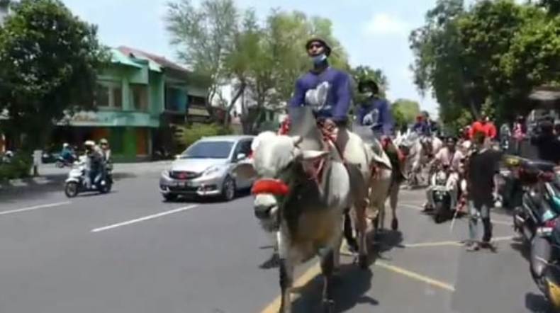 title Kirab Sapi Keliling Jalan Protokol Hebohkan Warga Solo Kirab Sapi Keliling Jalan Protokol Hebohkan Warga Solo