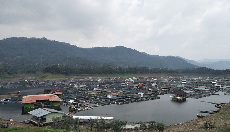 Begini Antisipasi agar Kematian Ikan KJA Cirata dan Saguling Tak Berulang
