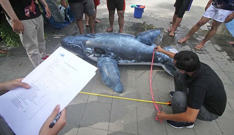 Latihan Teknik Penyelamatan Mamalia Laut Terdampar - Bagian 3