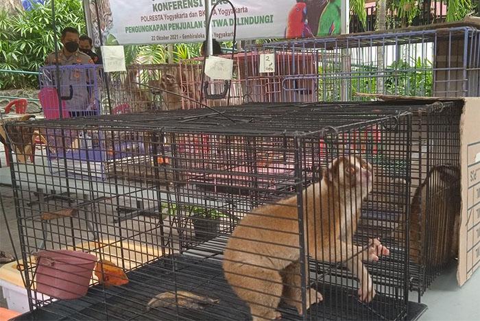 Polresta Jogja Ungkap Perdagangan Satwa Langka, Dijual Lewat Medsos Seharga Rp4 Juta