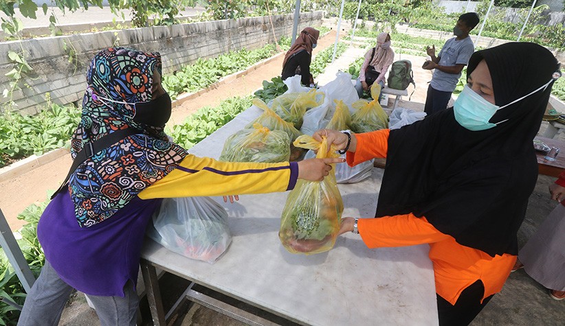 Sayuran Organik Gratis untuk Masyarakat Kurang Mampu - Bagian 2