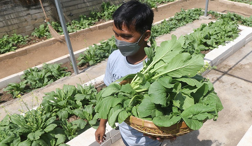 Sayuran Organik Gratis untuk Masyarakat Kurang Mampu - Bagian 1