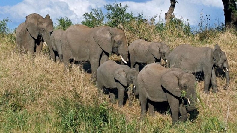 Warga Lampung Timur Tewas Diinjak-injak Rombongan Gajah