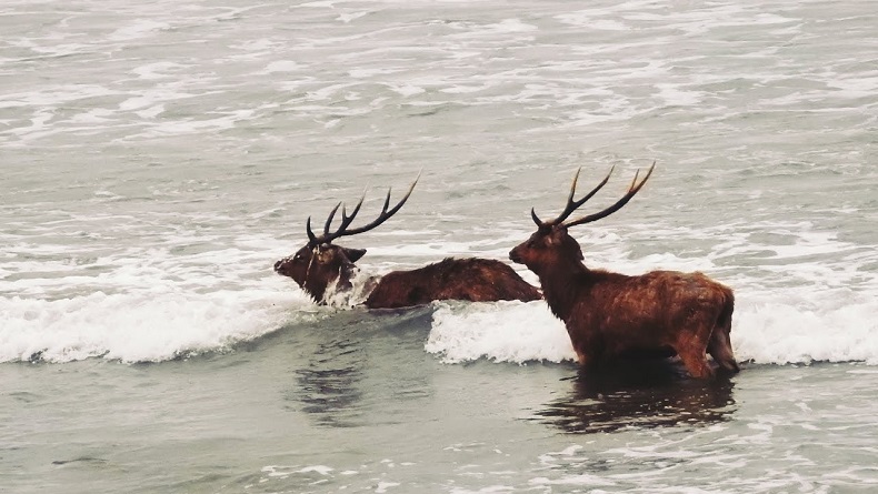 2 Rusa Jantan Berkelahi Berebut Betina hingga Luka Parah di Pangandaran