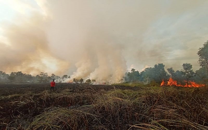  Kebakaran Puluhan Hektare Lahan di Samping Jalan To Palindra Berhasil Dipadamkan 