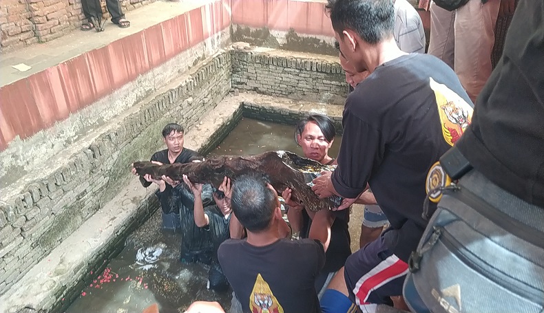 Peringatan Maulid Nabi di Kertawinangun Cirebon, Warga Ramai-ramai Angkut Kayu Keramat