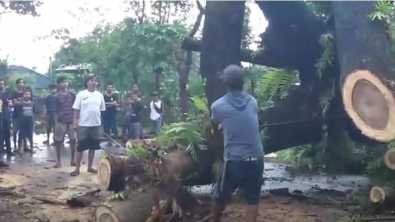 title Pohon Tumbang Timpa Pengendara Motor di Gowa, 1 Tewas 2 Luka-Luka Pohon Tumbang Timpa Pengendara Motor di Gowa, 1 Tewas 2 Luka-Luka