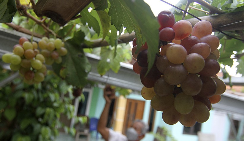 Warga Munjul Manfaatkan Lahan untuk Budi Daya Anggur dari Ukraina - Bagian 2