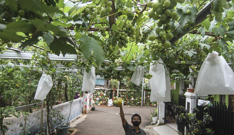 Warga Munjul Manfaatkan Lahan untuk Budi Daya Anggur dari Ukraina - Bagian 3