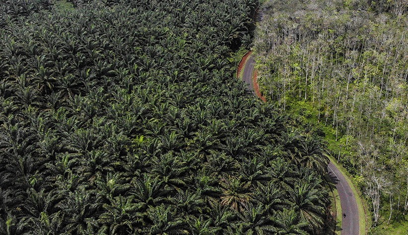 Kaltim Diberi Target Remajakan Sawit Rakyat Seluas 2.240 Hektare di Tahun 2022