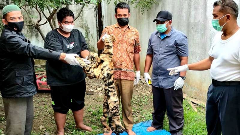 Polisi Tangkap 3 Penjual Kulit Harimau di Bener Meriah 