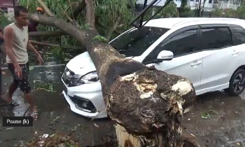 Pohon Besar di Jember Tumbang Timpa Mobil dan Reklame, Lalu Lintas Macet 1 Km  