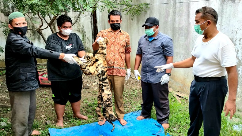 title KLHK dan Polda Aceh Ringkus 3 Penjual Kulit Harimau KLHK dan Polda Aceh Ringkus 3 Penjual Kulit Harimau