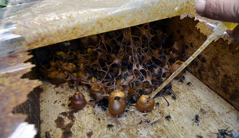 Budi Daya Madu Teuweul Bangkitkan Perekonomian Warga Lampung Selatan - Bagian 2