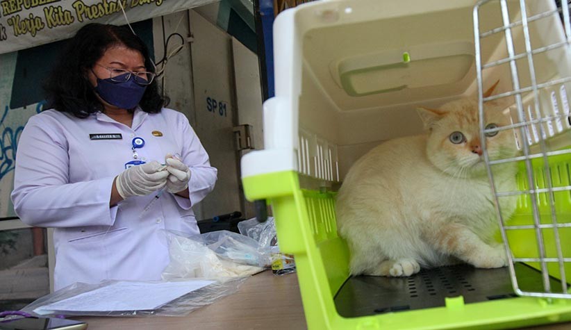  Pemkot Jogja Siapkan 2.600 Dosis Vaksin Rabies untuk Anjing, Kucing dan Kera