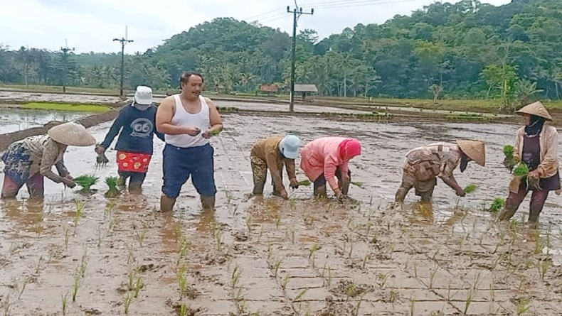 title Heboh, Bupati Pangandaran Buka Baju lalu Turun ke Sawah Ikut Tanam Padi Heboh, Bupati Pangandaran Buka Baju lalu Turun ke Sawah Ikut Tanam Padi