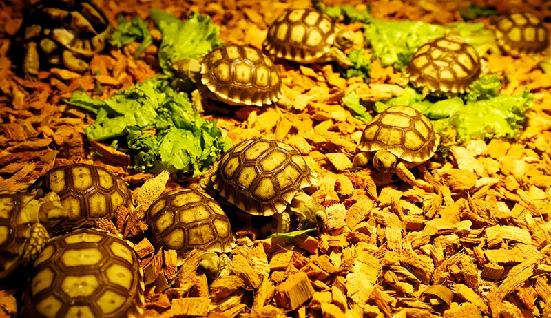 Ragam Hewan Eksotis dari Kadal-Salamander di Exotique Pet Expo - Bagian 4