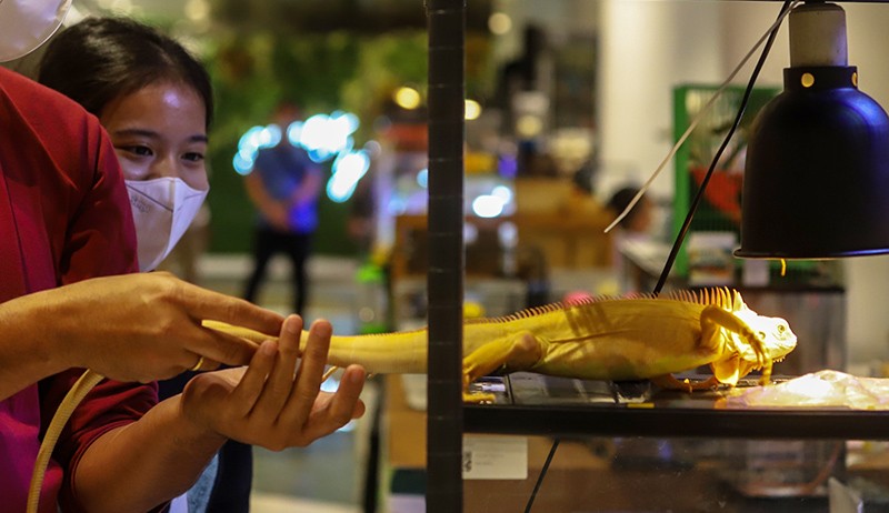 Ragam Hewan Eksotis dari Kadal-Salamander di Exotique Pet Expo - Bagian 3