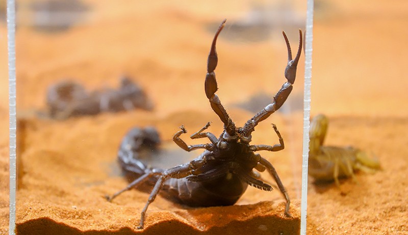 Ragam Hewan Eksotis dari Kadal-Salamander di Exotique Pet Expo - Bagian 2