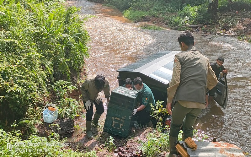 title 5 Orang Utan Sumatera Dikirim ke Jambi untuk Dilepasliarkan 5 Orang Utan Sumatera Dikirim ke Jambi untuk Dilepasliarkan