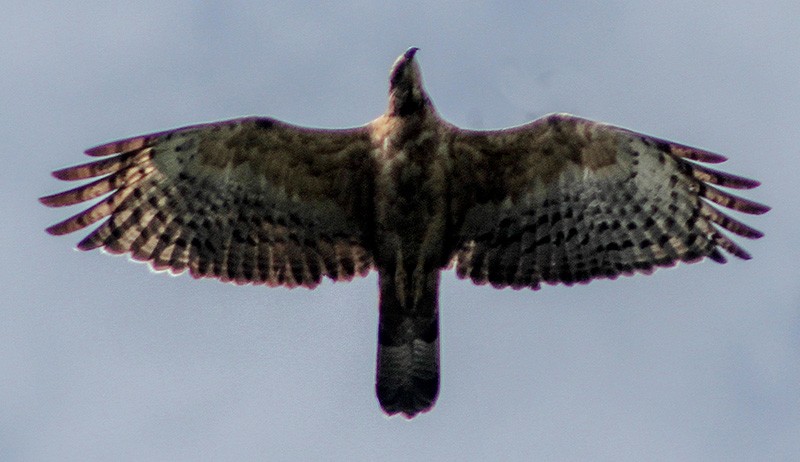 Mengamati Migrasi Burung Pemangsa di Kawasan Puncak Bogor - Bagian 1