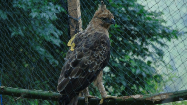 title Populasi Satwa Elang Jawa di Kawasan Bromo Bertambah, Ini Penyebabnya Populasi Satwa Elang Jawa di Kawasan Bromo Bertambah, Ini Penyebabnya