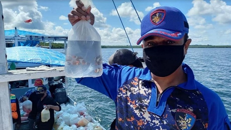 4400 Ikan Hias Air Laut Jambi Terbaru