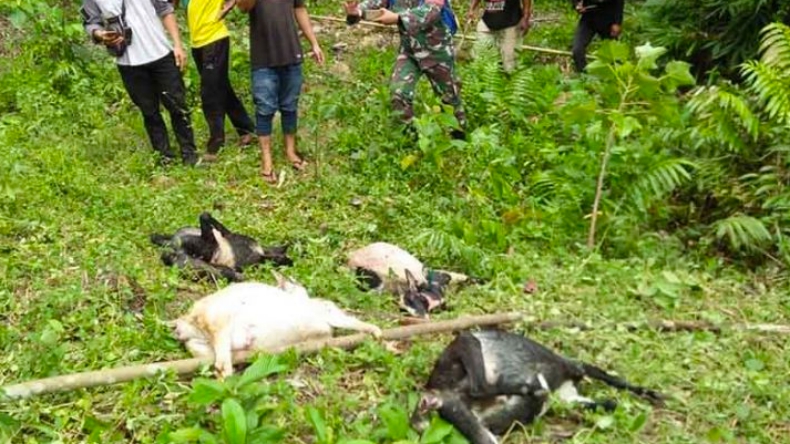 Diserang Harimau, 4 Kambing Milik Warga Aceh Selatan Mati