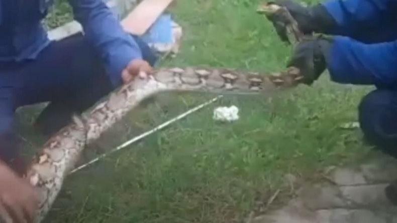 Ngeri Penangkapan Ular Piton 5 Meter di Gowa, Emak-Emak Menjerit Ketakutan