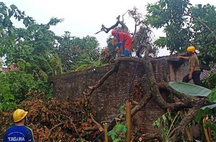 Angin Kencang Landa Gamping Sleman, Pohon dan Papan Nama Tumbang