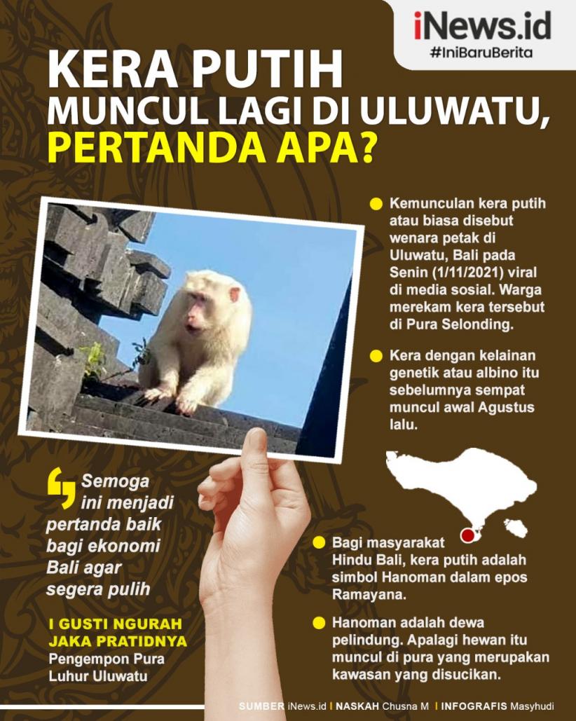 Infografis Kera Putih Muncul Lagi di Uluwatu, Pertanda Apa?