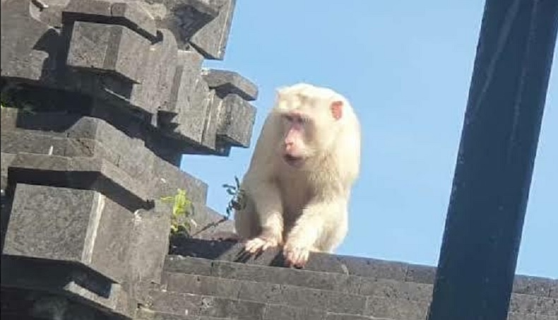 Kera Putih Muncul Lagi di Uluwatu Bali, Pertanda Apa?