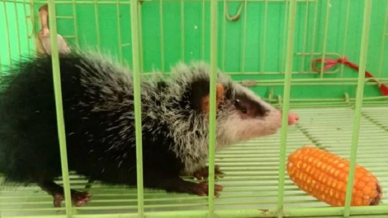 Tikus Langka Ditemukan Warga, Tubuh Menyerupai Babi dan Bulu Atas Mirip Landak