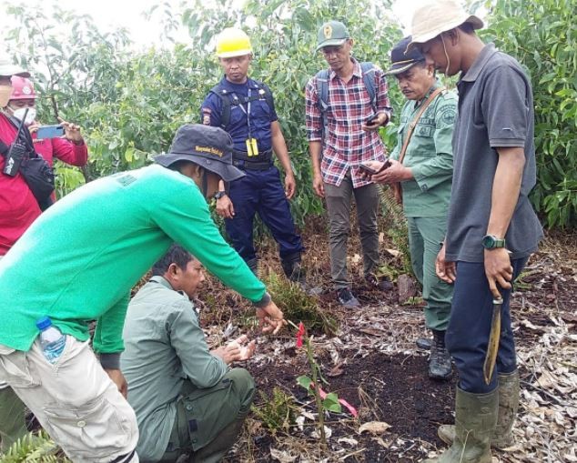 Detik-Detik Bocah di Inhil Tewas Dimangsa Harimau, Terdengar Suara Jeritan