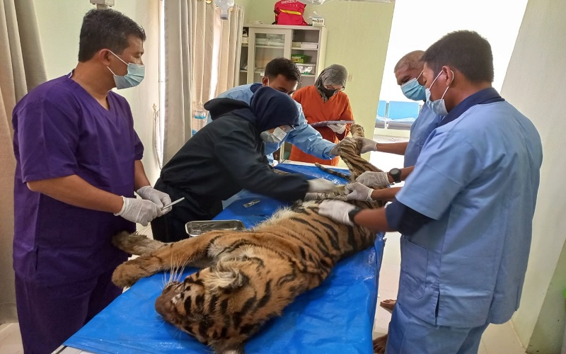 Begini Detik-Detik Datuk Si Harimau Penerkam Manusia Mati di Tempat Penyelamatan Satwa