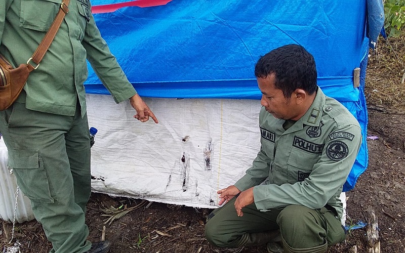 title Mengerikan, Ibu di Riau Saksikan Sang Anak Diseret Harimau dari Pondok Mengerikan, Ibu di Riau Saksikan Sang Anak Diseret Harimau dari Pondok