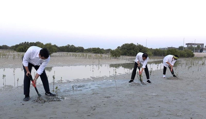 Ketika Presiden Jokowi, Menteri Luhut dan Retno Tanam Mangrove di Abu Dhabi - Bagian 3