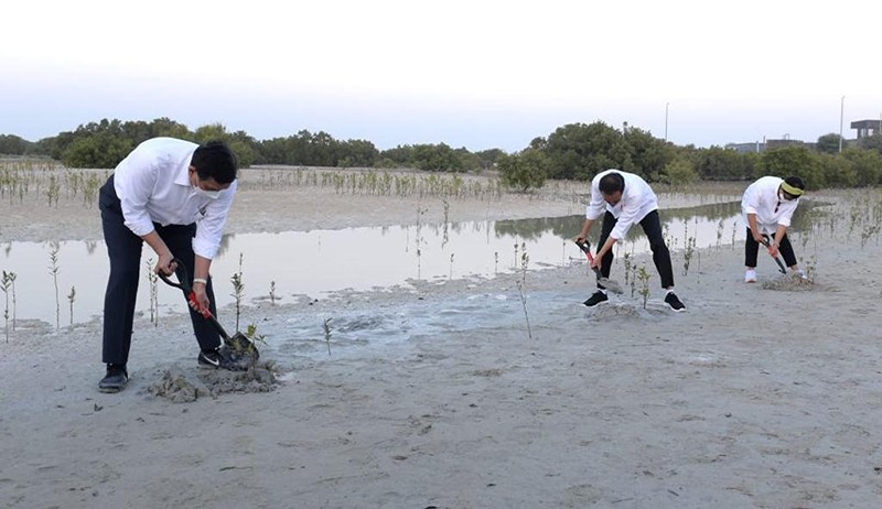 Ketika Presiden Jokowi, Menteri Luhut dan Retno Tanam Mangrove di Abu Dhabi - Bagian 2