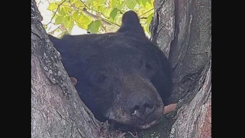 Hiii, Kepala Beruang Tanpa Mata Ditemukan Membusuk di Pohon Taman