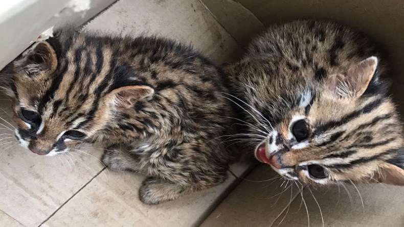 Warga Medan Serahkan Sepasang Kucing Kuwuk ke BBKSDA Sumut
